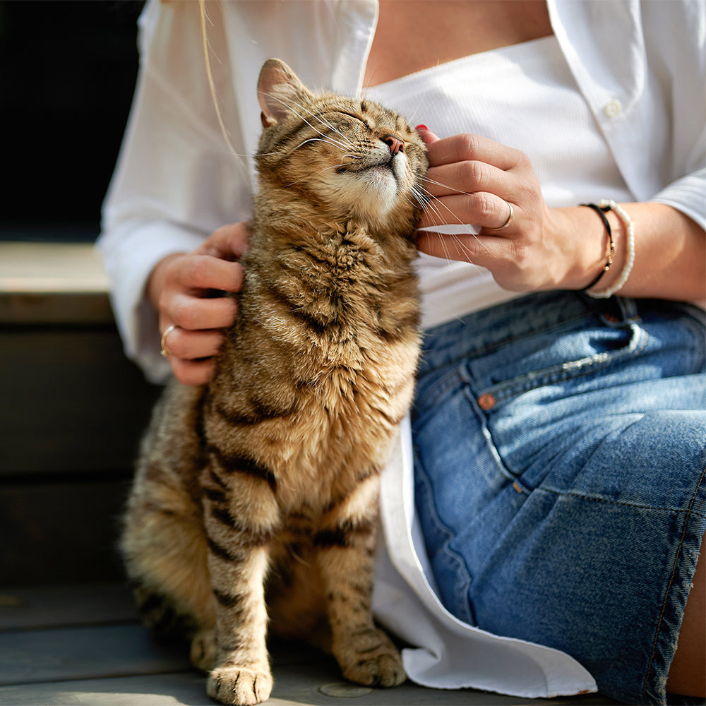 The Silent Language of Love: Understanding Your Pet's Affection