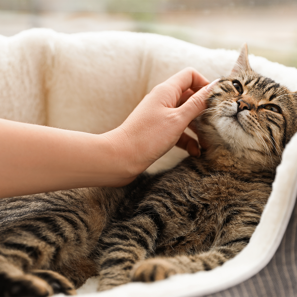 The Purr-fect Language: Interpreting Cat Sounds and Behaviors