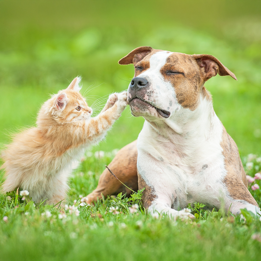 Fueling the Fun: The Importance of Proper Pet Nutrition
