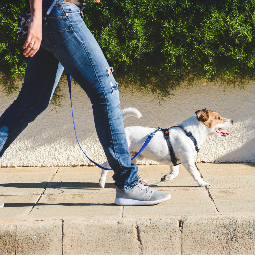 Leash Up and Explore: Making the Most of Walks with Your Dog
