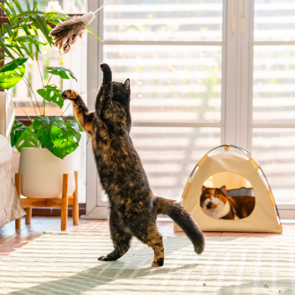 Playtime Power: Engaging Activities for Cats and Other Small Pets