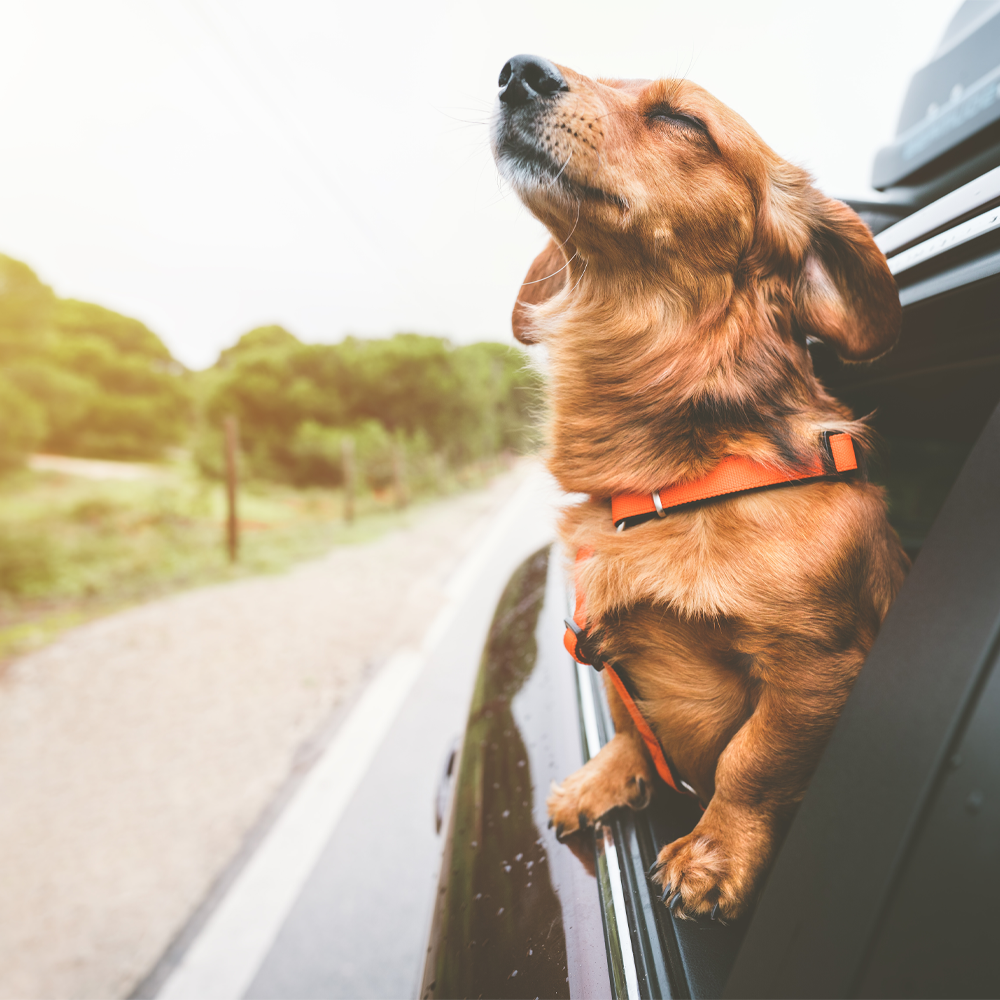 Hitting the Road: Tips for Safe and Fun Travel with Your Pet