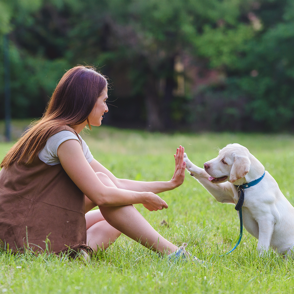 Learning New Tricks: Strengthening Your Bond Through Training