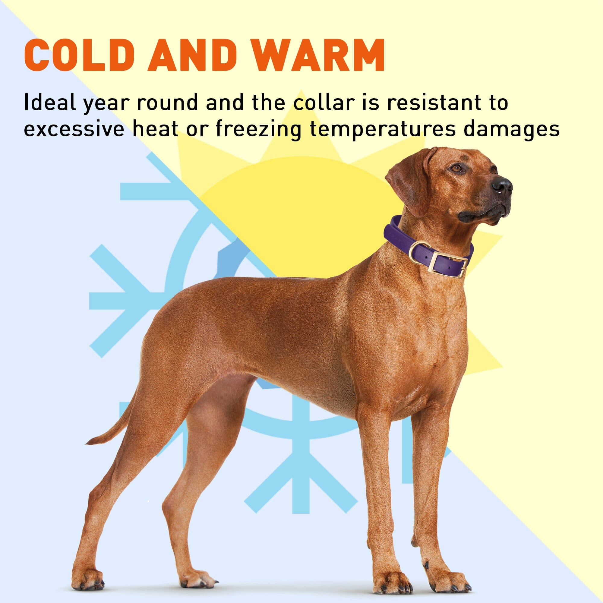 Viper Biothane Waterproof Dog Collar - Brass Hardware - 1.5in Wide - Size L (16" - 20")