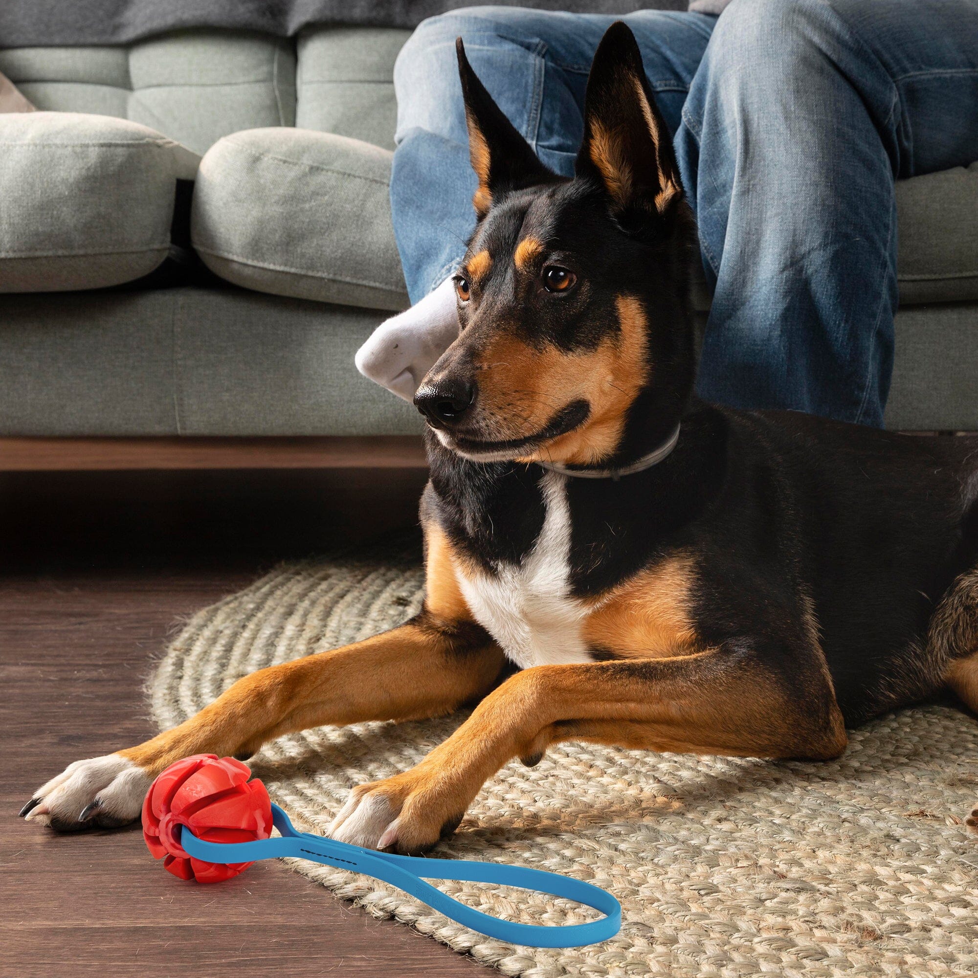 Rubber Spiral Ball with Biothane Handle