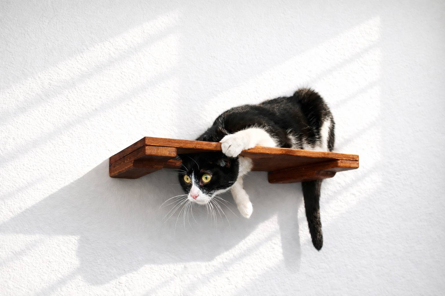Wall-Mounted Cat Shelf - by Catastrophic Creations