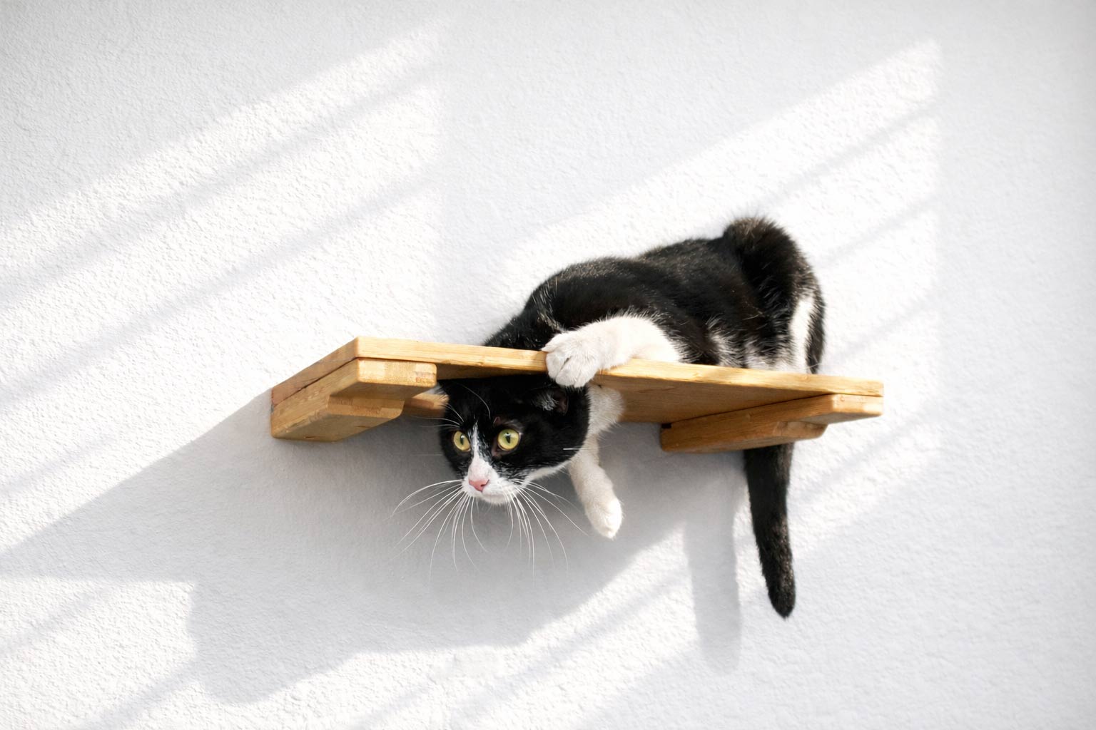 Wall-Mounted Cat Shelf - by Catastrophic Creations