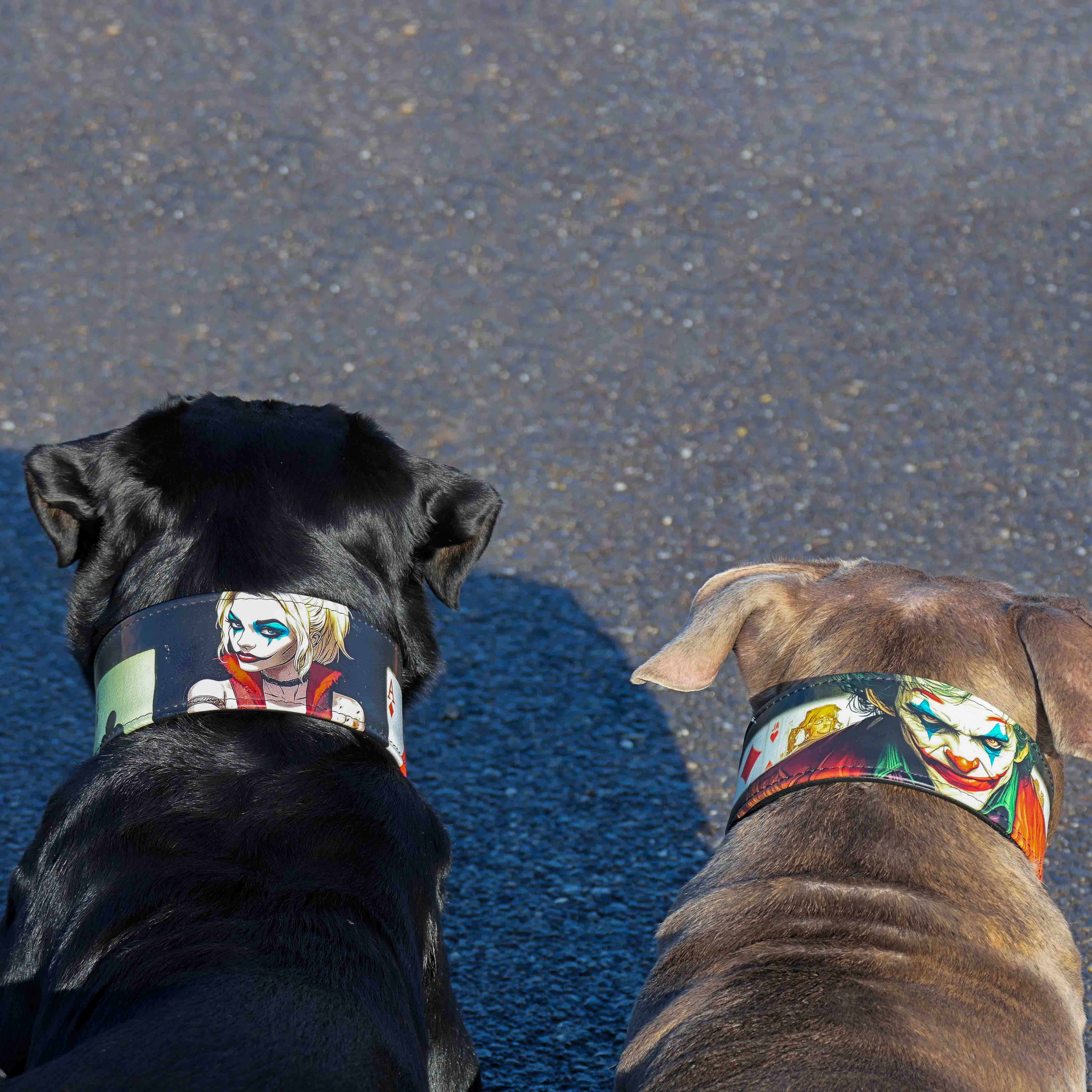 The Harley Limited Collar