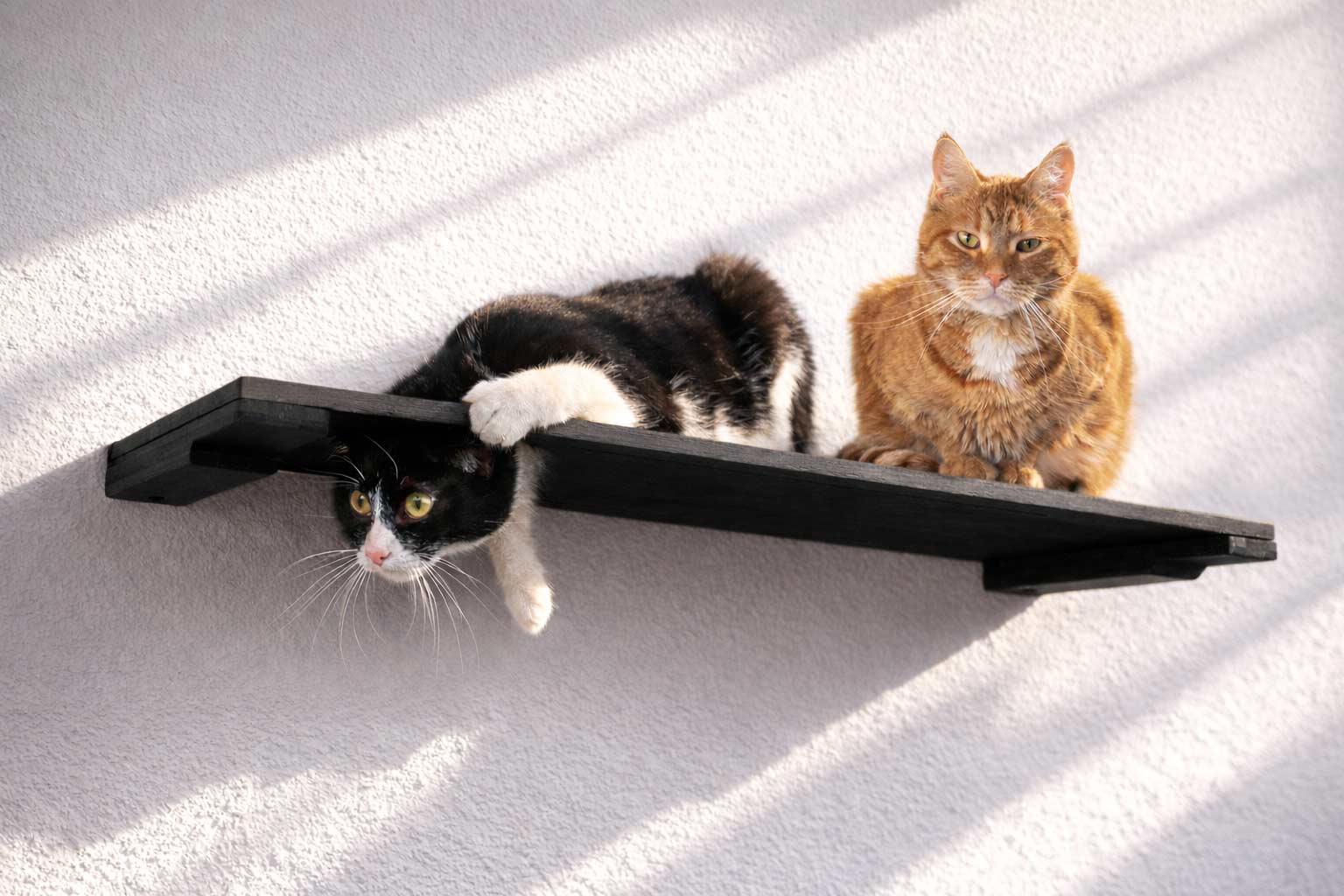 Wall-Mounted Cat Shelf - by Catastrophic Creations