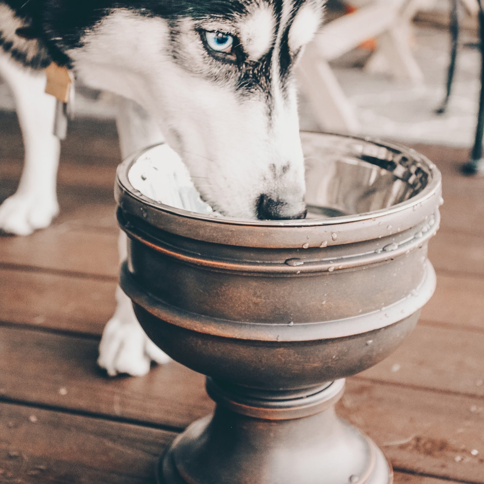 Summit Elevated Dog Bowl
