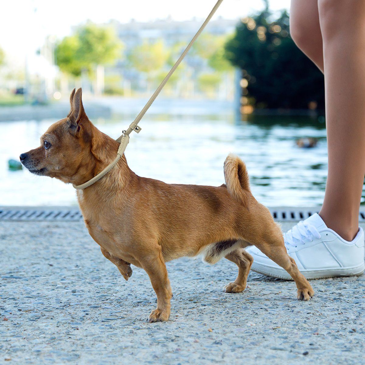 Soft Leather Round Slip Lead for Dogs