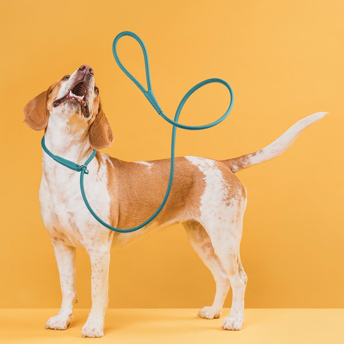 Soft Leather Round Slip Lead for Dogs