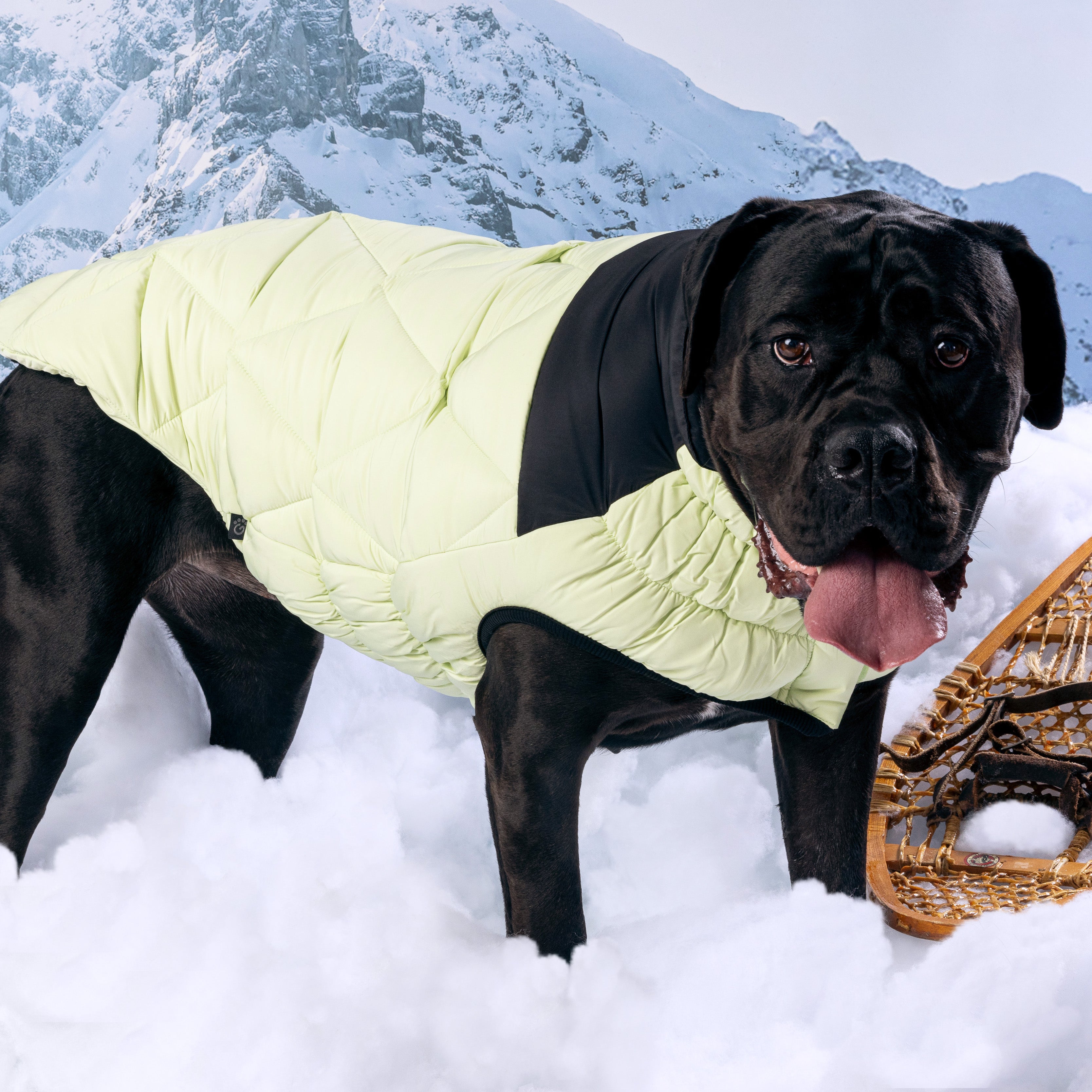 Diamond Puffer