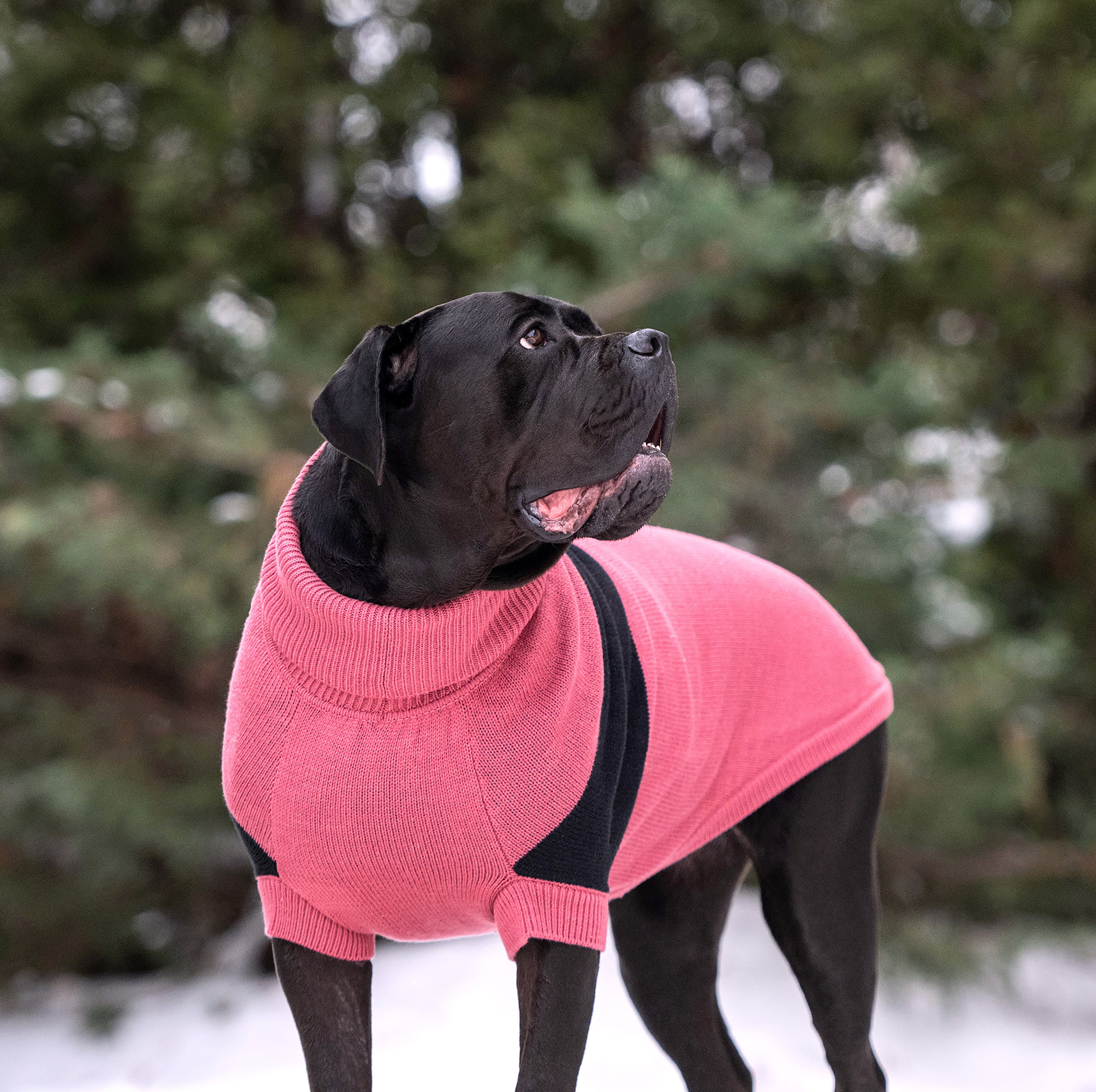 Catalyst Sweater