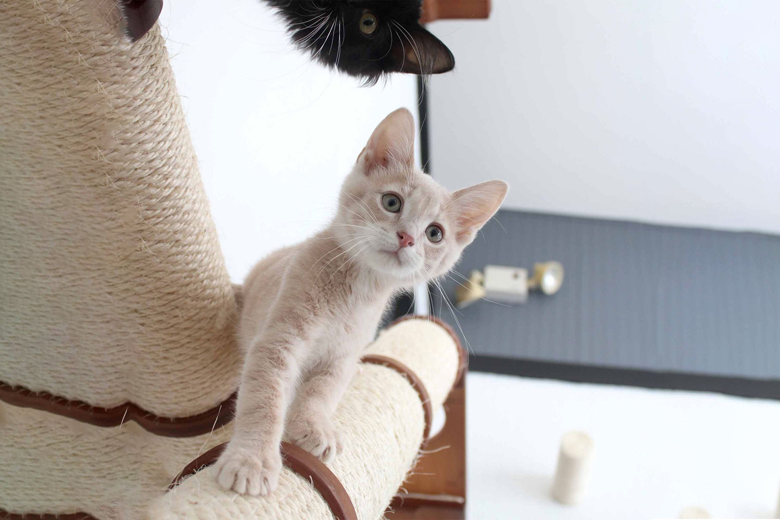 The Crossroads Wall Cat Scratcher - Cat Tree Condo - by Catastrophic Creations