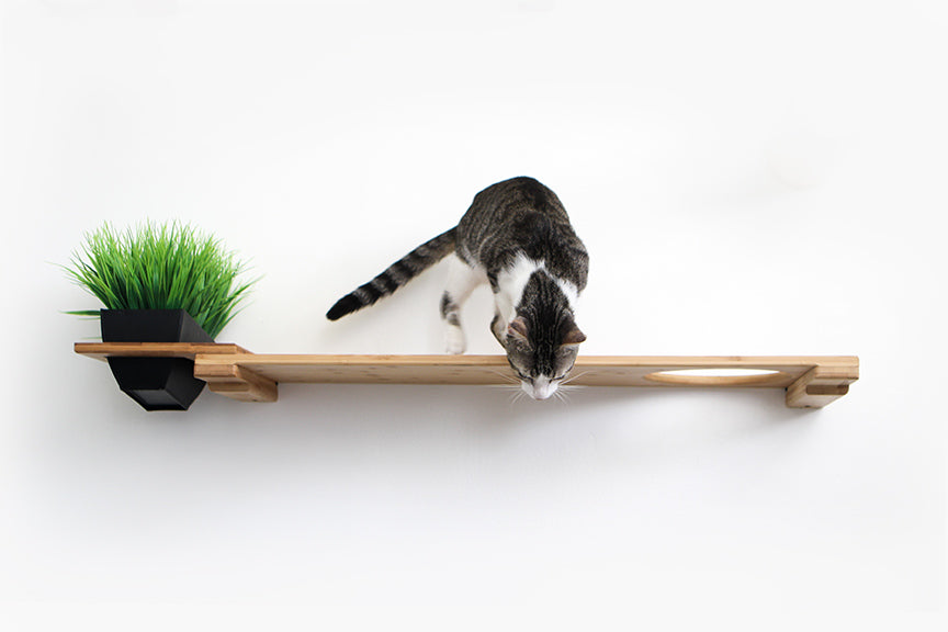 Planter Cat Shelf - for Cat Safe Plants - by Catastrophic Creations