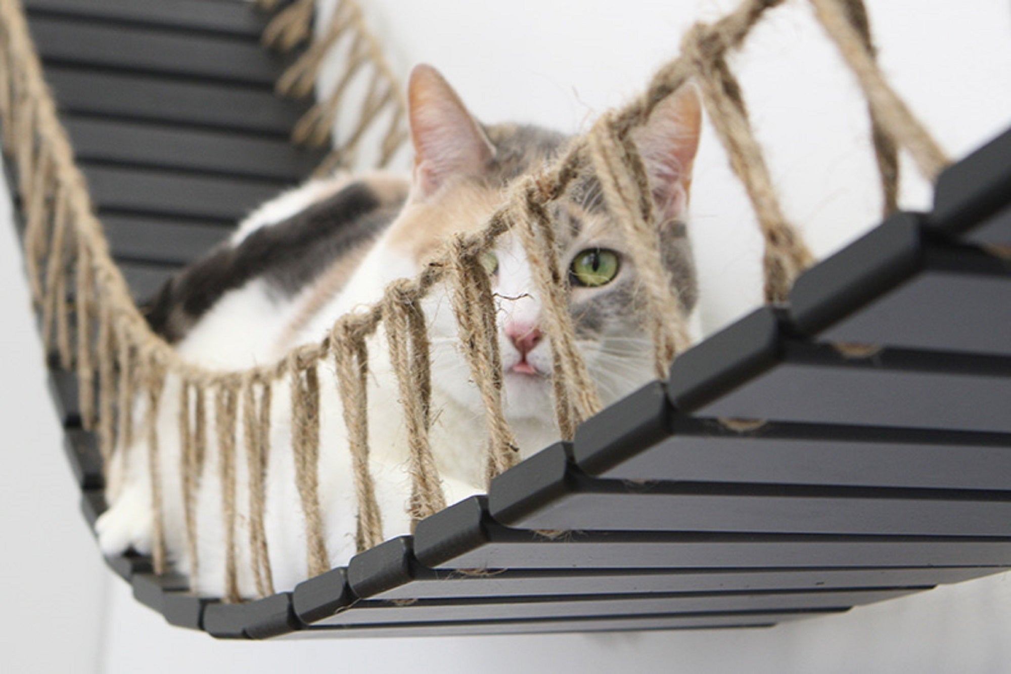 Our Wall-Mounted Cat Bridge - by Catastrophic Creations