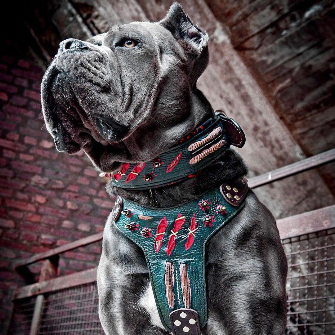 The ''Haunted'' harness LIMITED