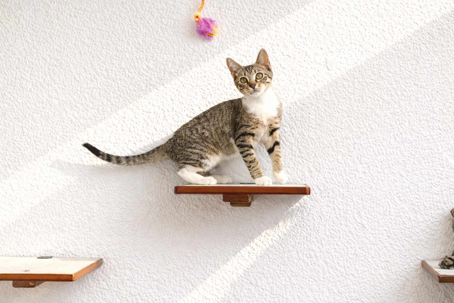 Cat Perch (Shelf) for Wall - by Catastrophic Creations