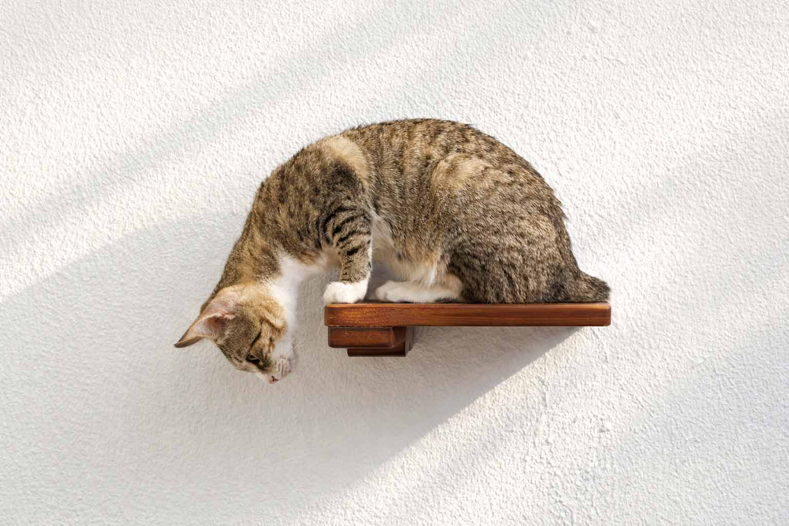 Cat Climbing Shelf - by Catastrophic Creations