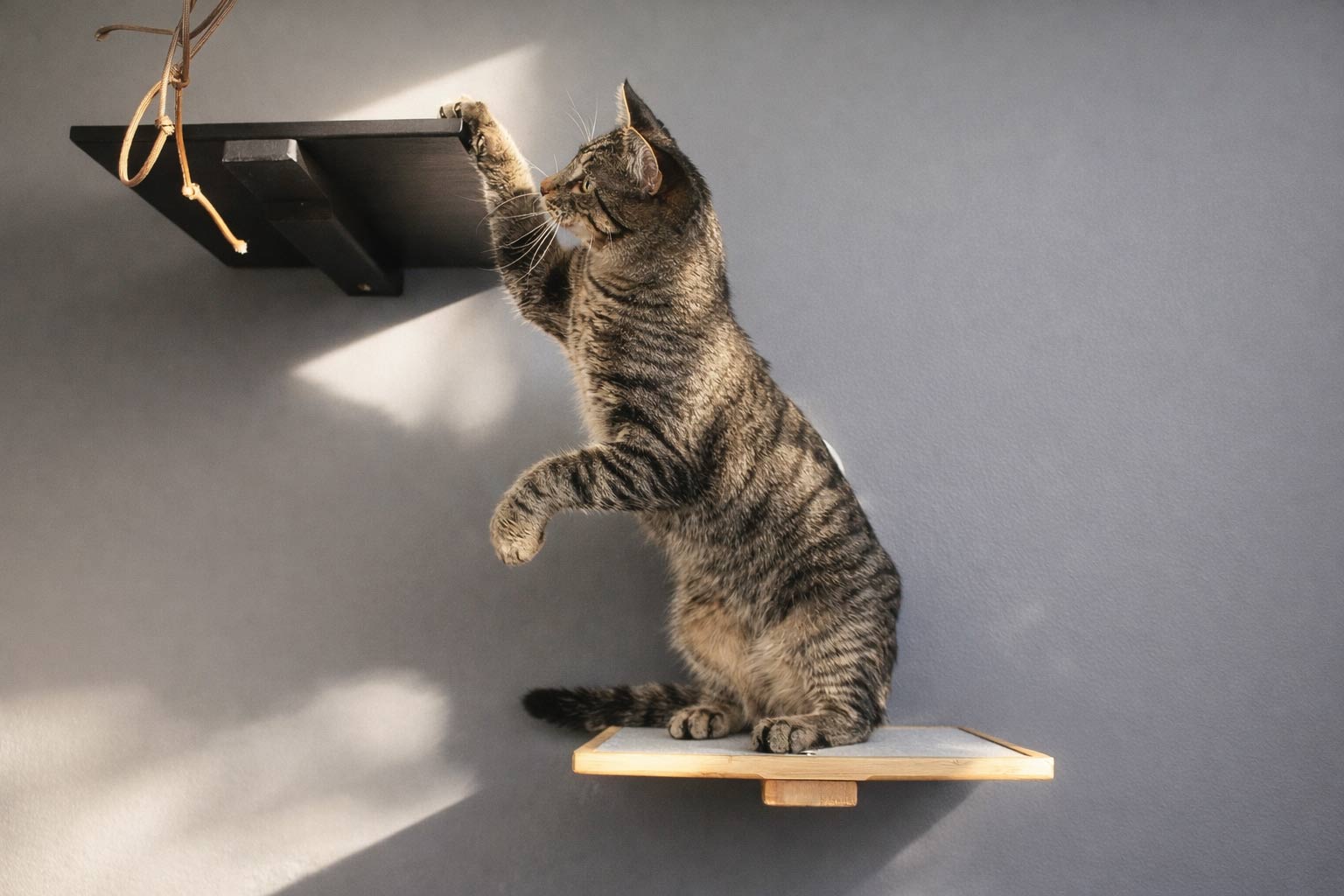 Cat Perch (Shelf) for Wall - by Catastrophic Creations