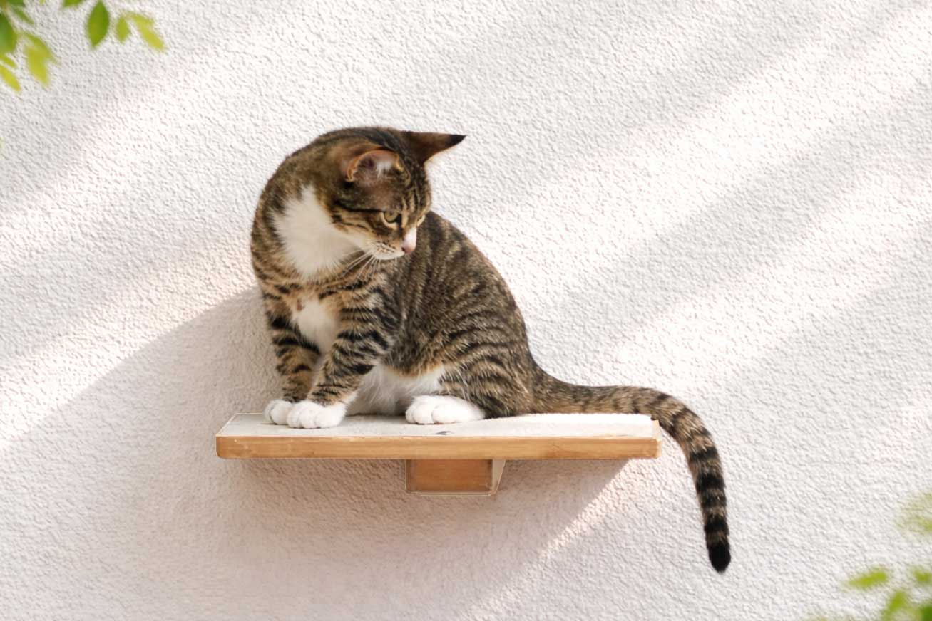 Cat Perch (Shelf) for Wall - by Catastrophic Creations