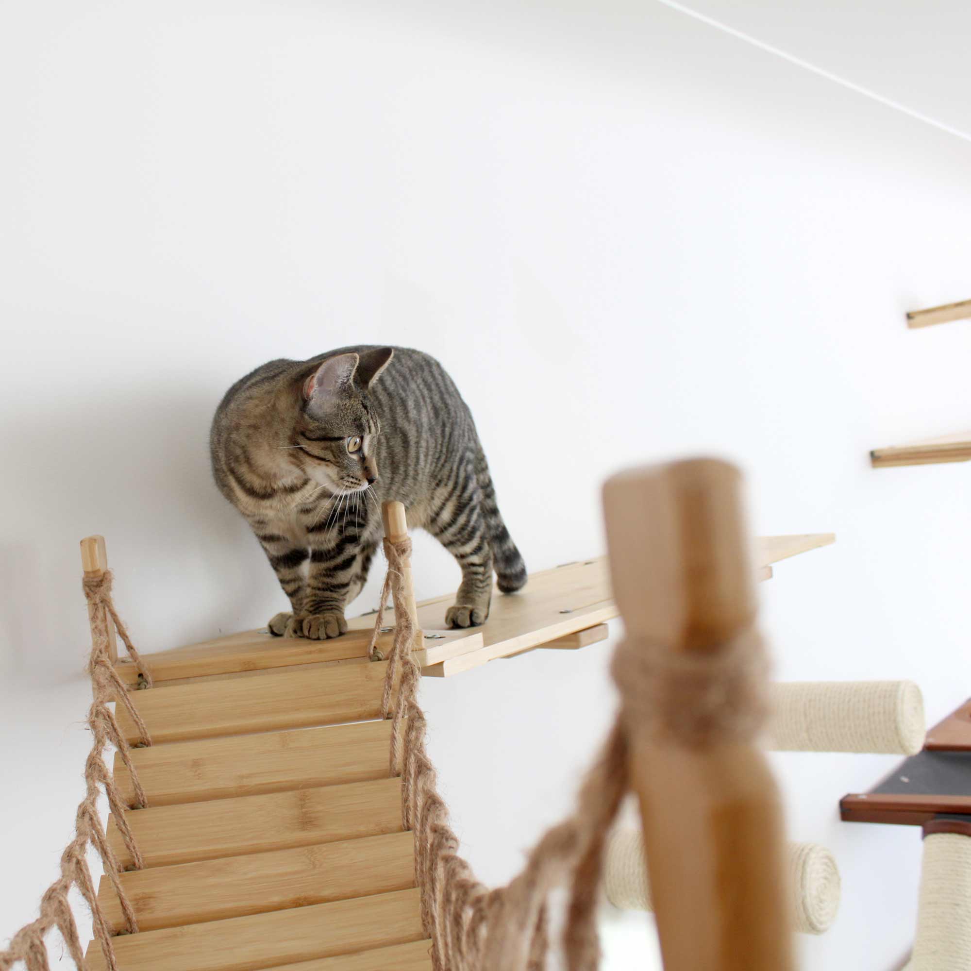 The Corner Cat Bridge - by Catastrophic Creations