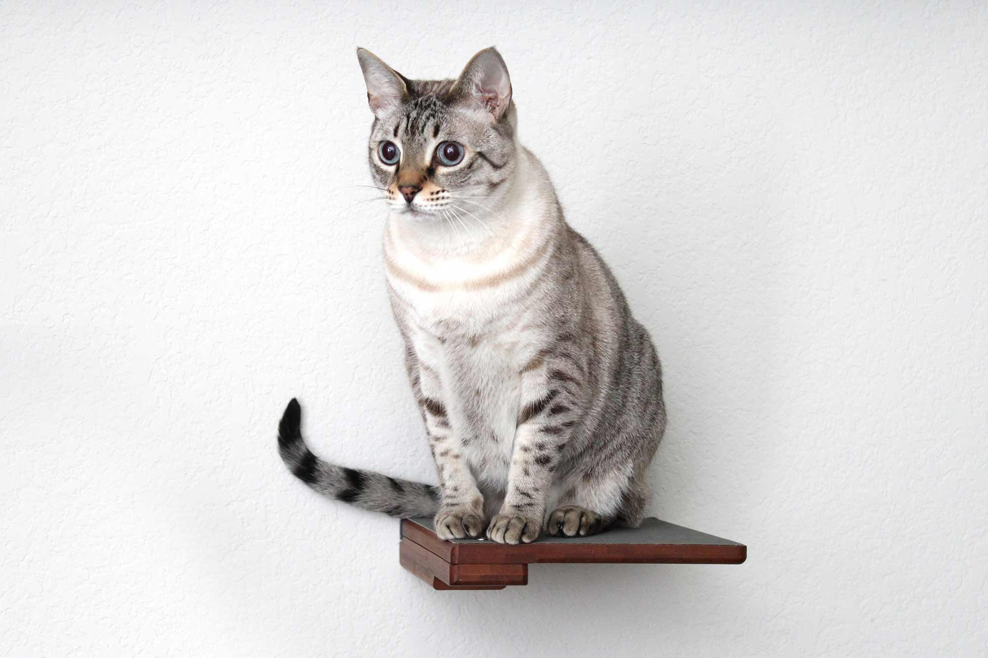 Cat Climbing Shelf - by Catastrophic Creations