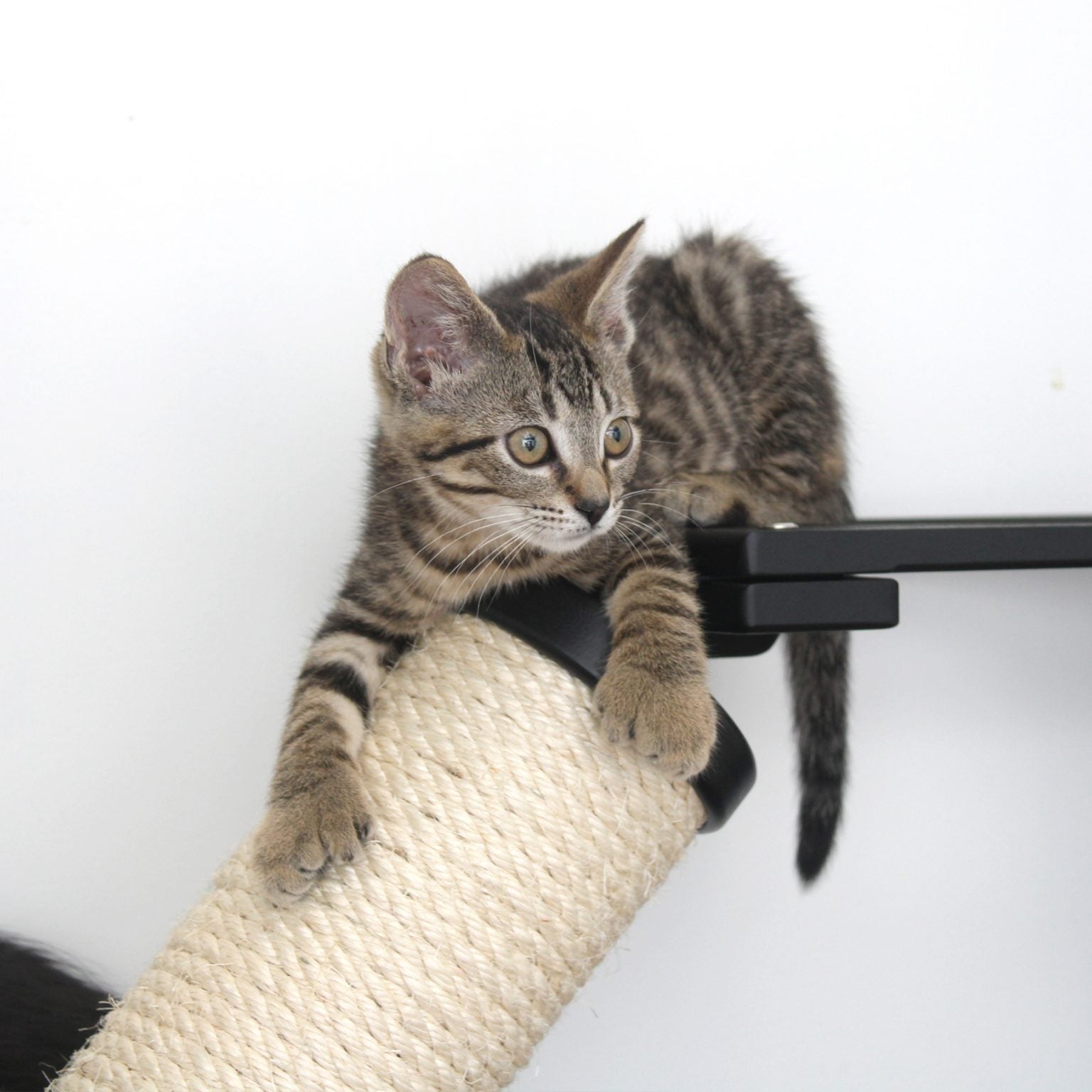 The Crossroads Wall Cat Scratcher - Cat Tree Condo - by Catastrophic Creations