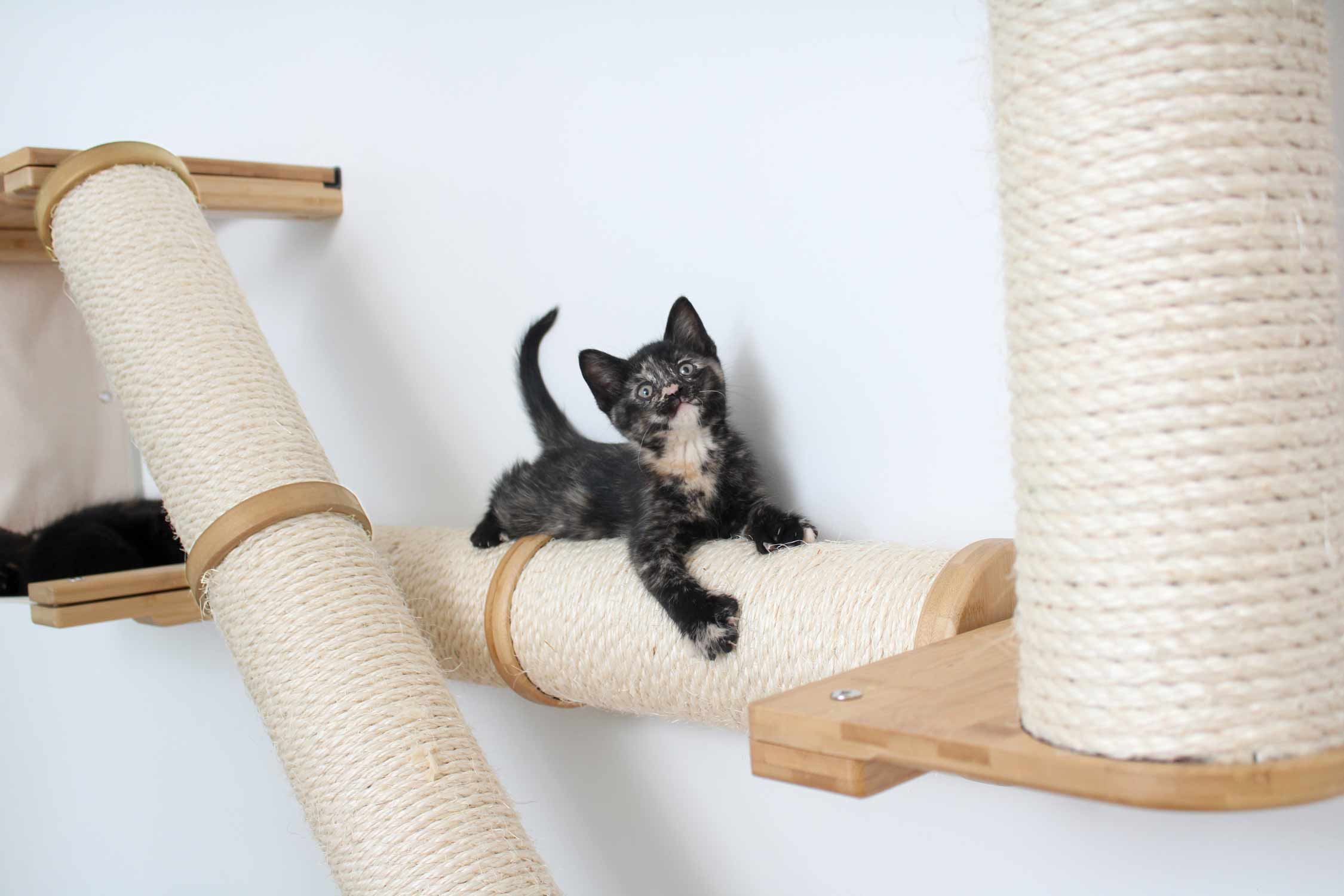 The Crossroads Wall Cat Scratcher - Cat Tree Condo - by Catastrophic Creations