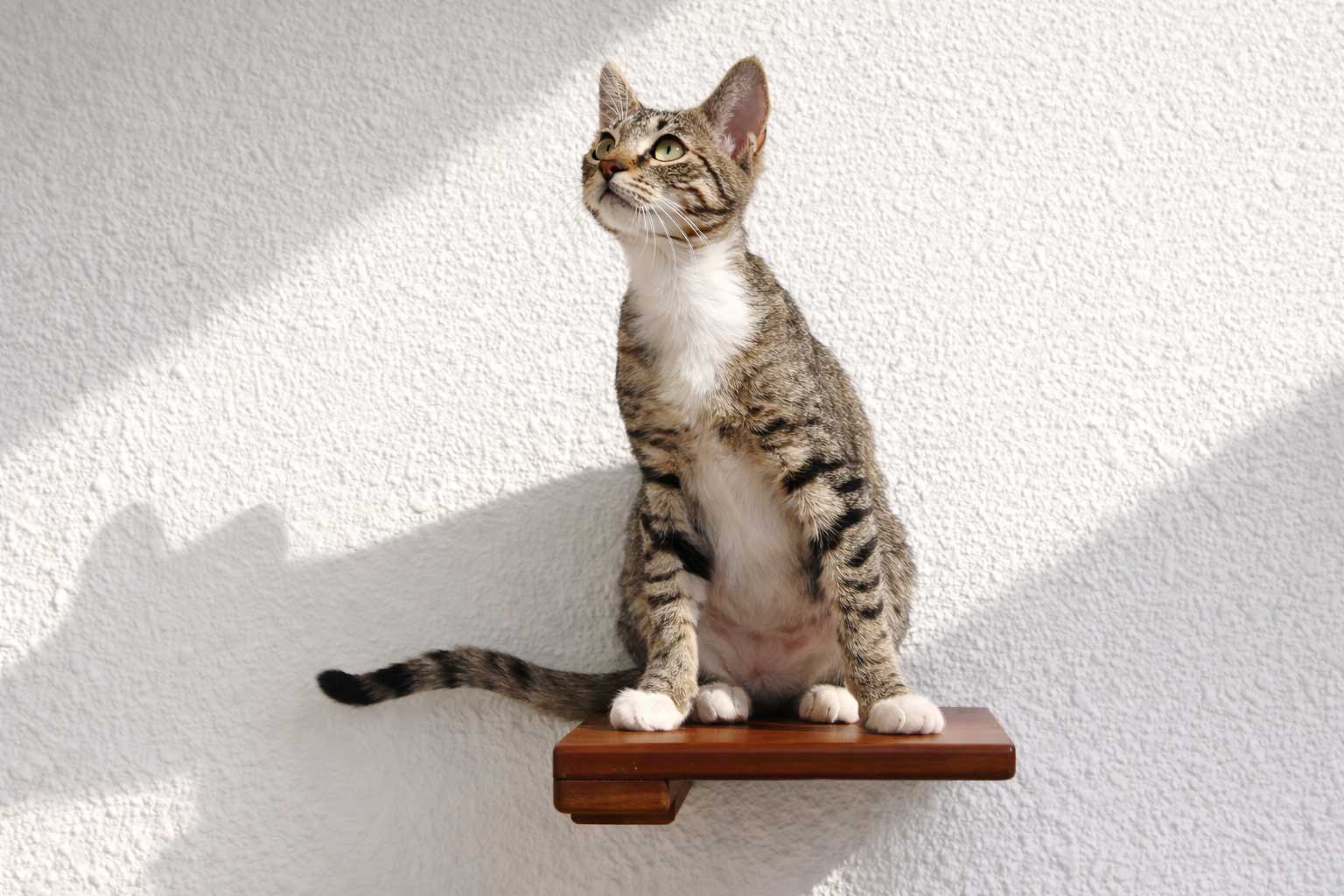 Cat Climbing Shelf - by Catastrophic Creations