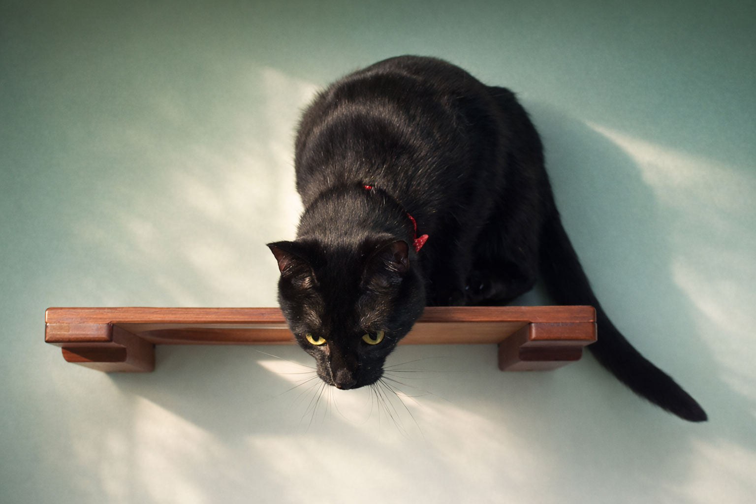 Wall-Mounted Cat Shelf - by Catastrophic Creations
