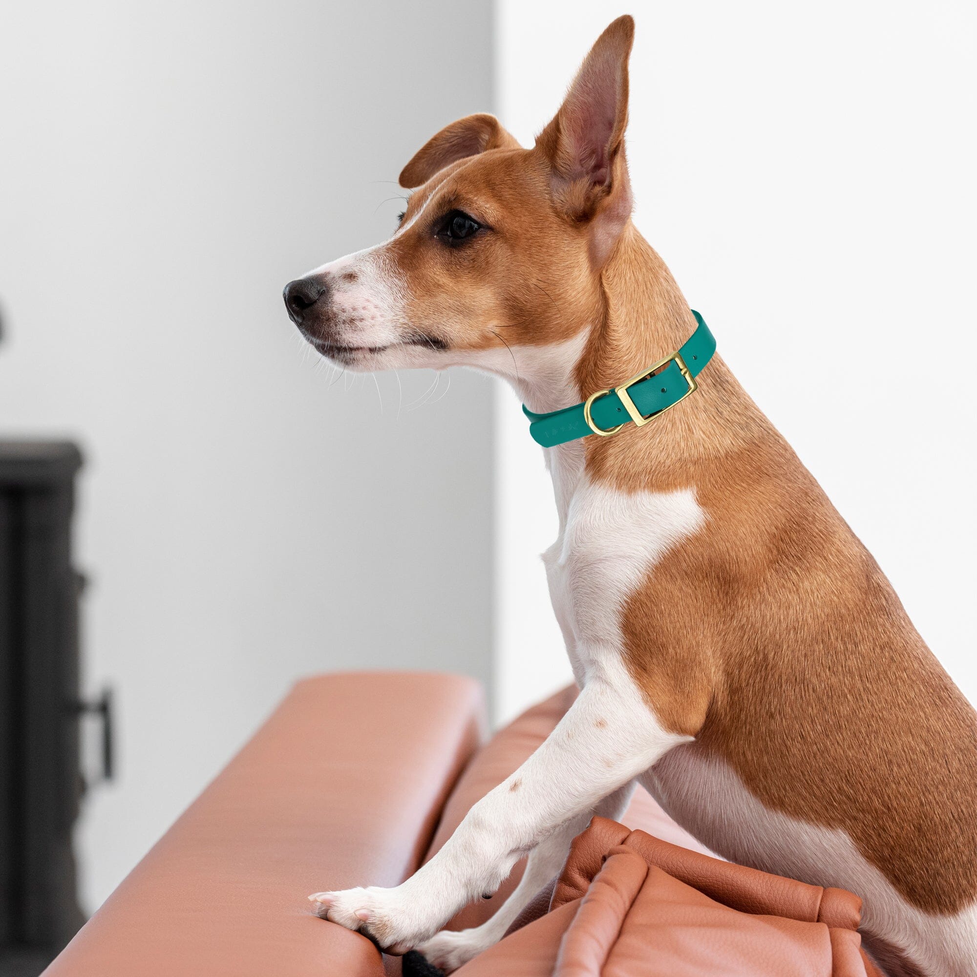 Viper Biothane Waterproof Dog Collar - Brass Hardware - 1.5in Wide - Size L (16" - 20")