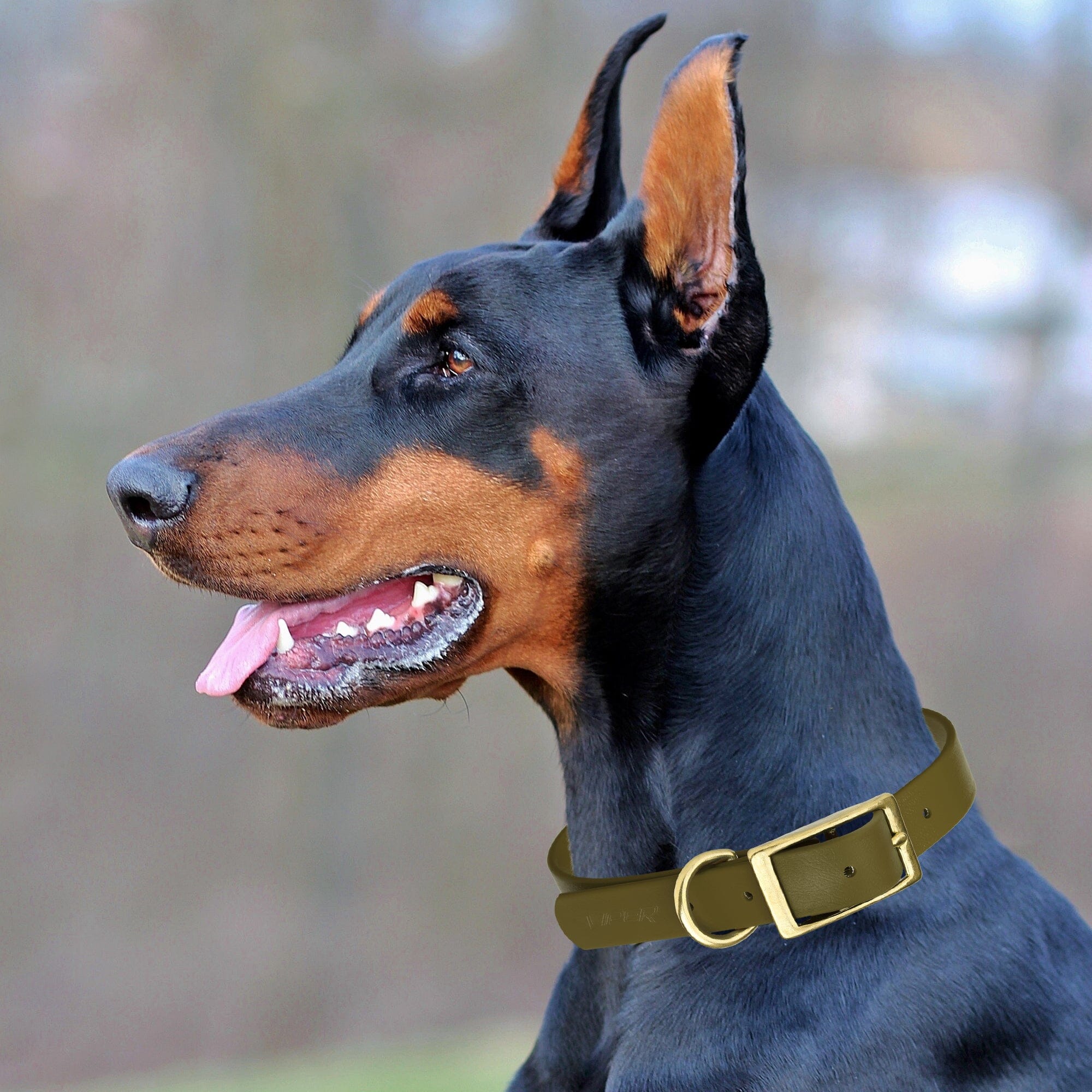 Viper Biothane Waterproof Dog Collar - Brass Hardware - 1.5in Wide - Size L (16" - 20")
