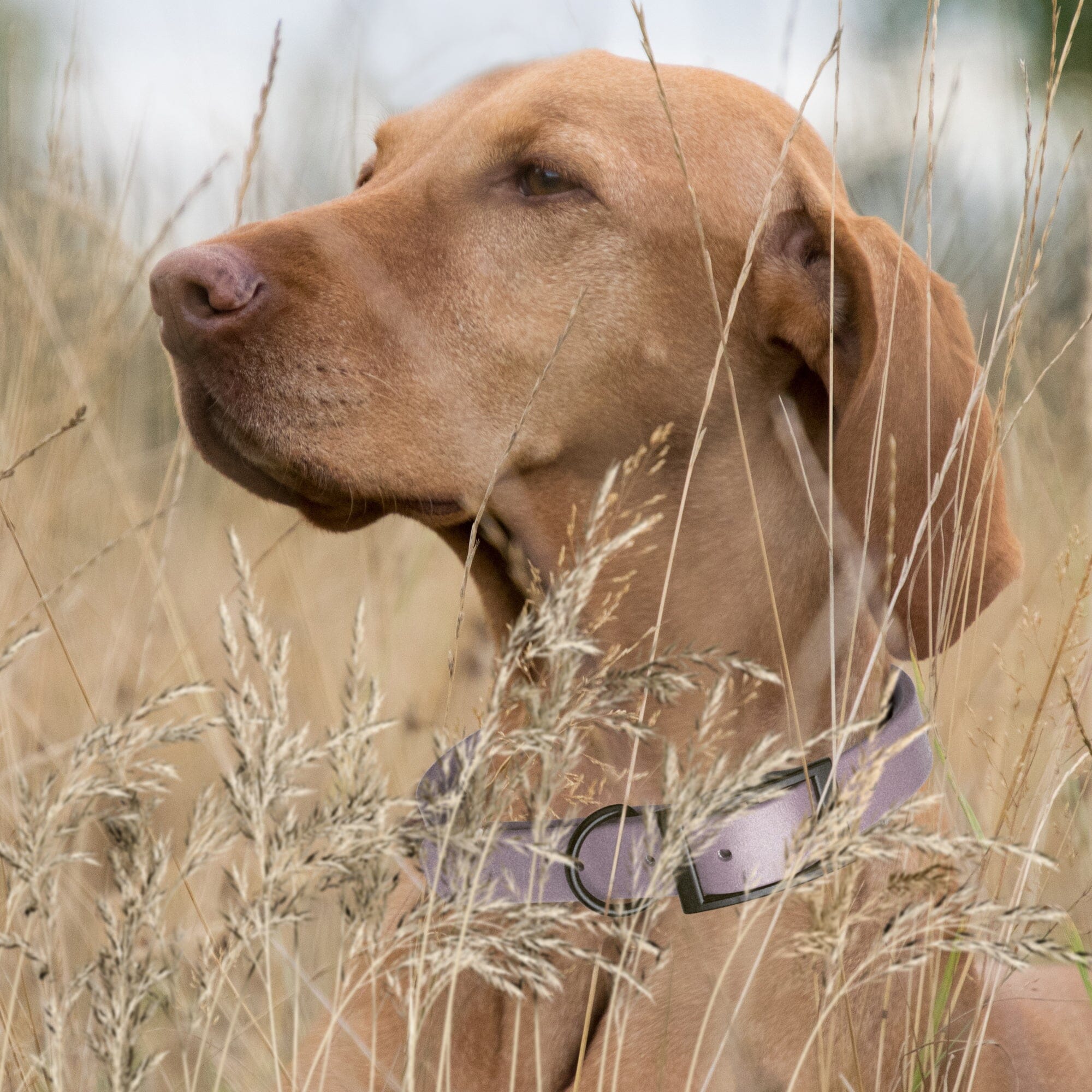 Biothane Waterproof Dog Collar - 1.5in Wide - XX-Large (24 to 28 inches)