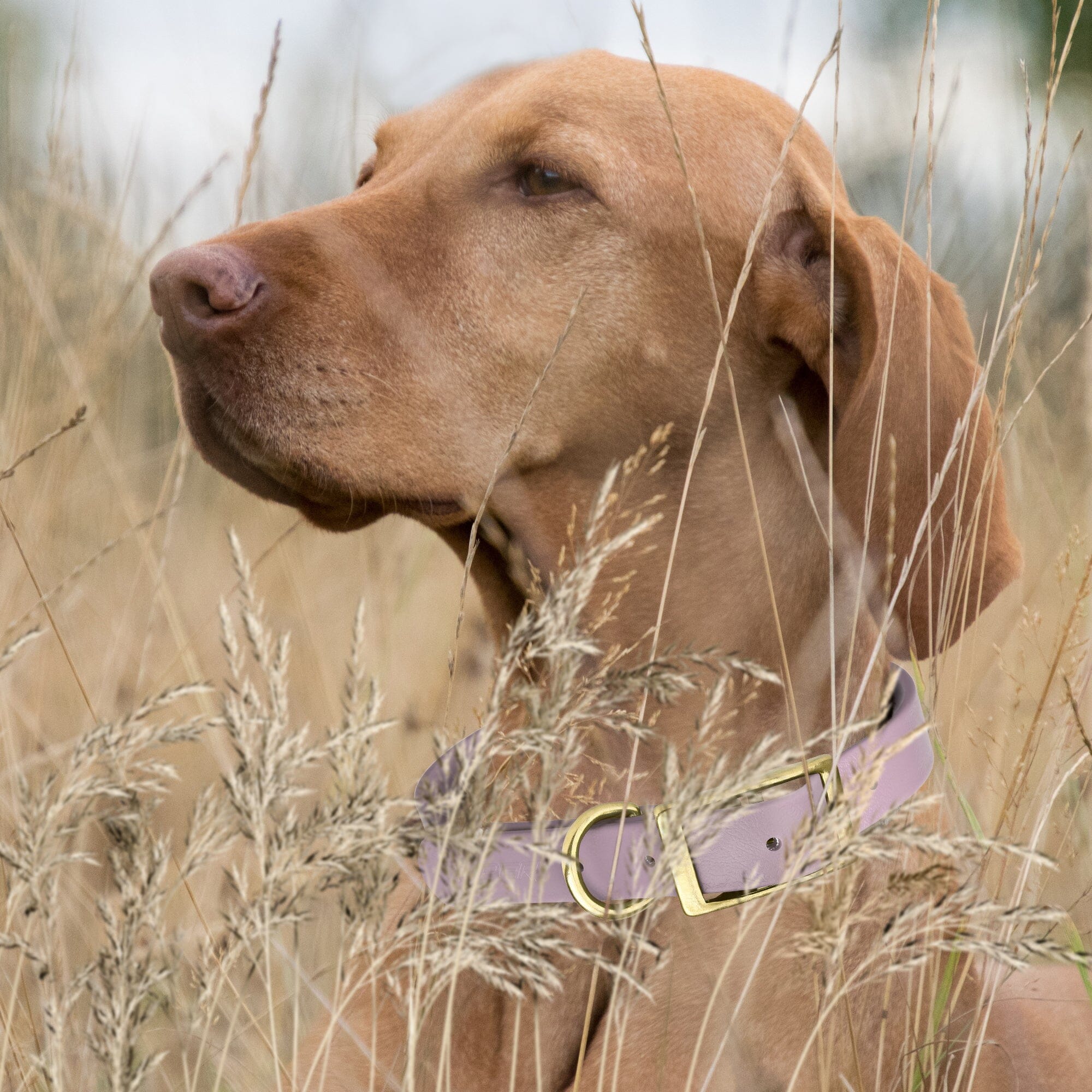 Viper Biothane Waterproof Dog Collar - Brass Hardware - 1.5in Wide - Size L (16" - 20")