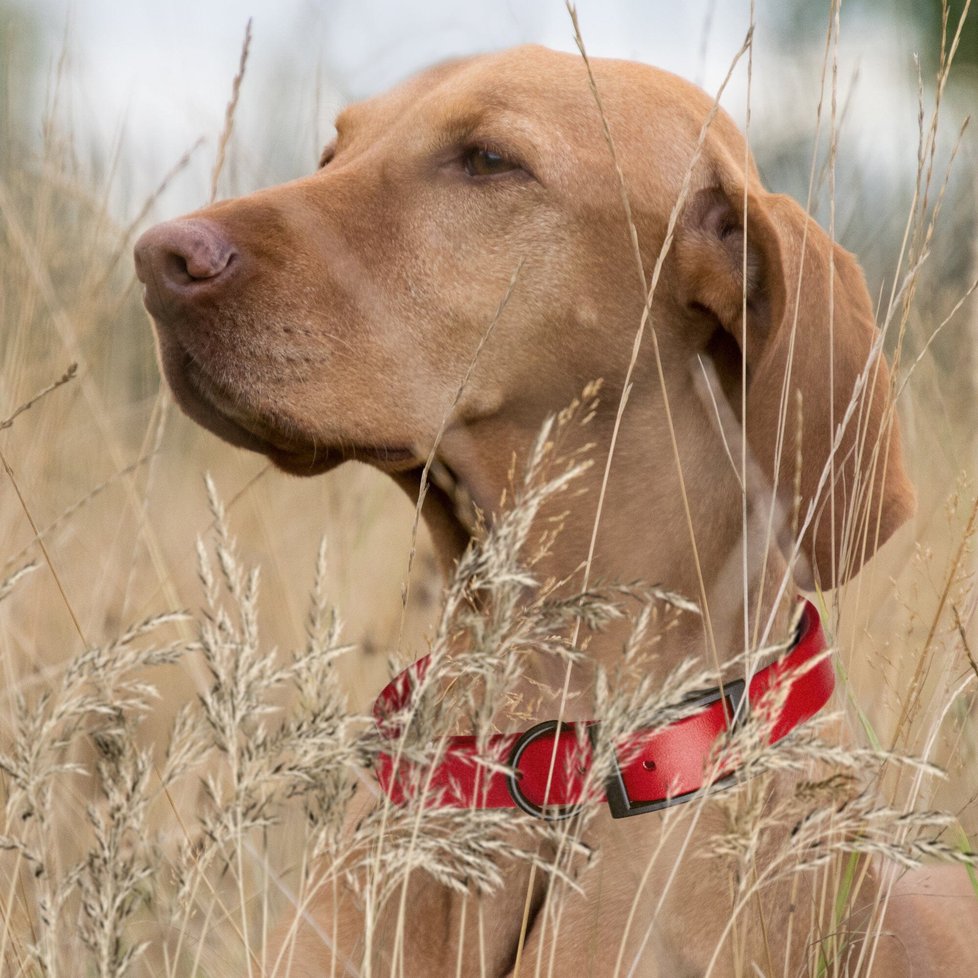 Biothane Waterproof Dog Collar - Medium (15 to 18 inches)