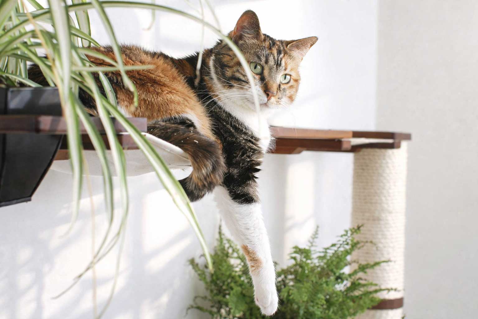 The Juggernaut (Wall-Mounted Cat Tree/Condo) - by Catastrophic Creations