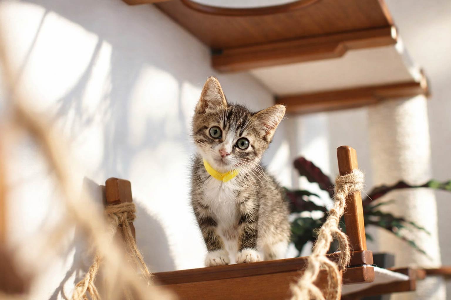 The Juggernaut (Wall-Mounted Cat Tree/Condo) - by Catastrophic Creations