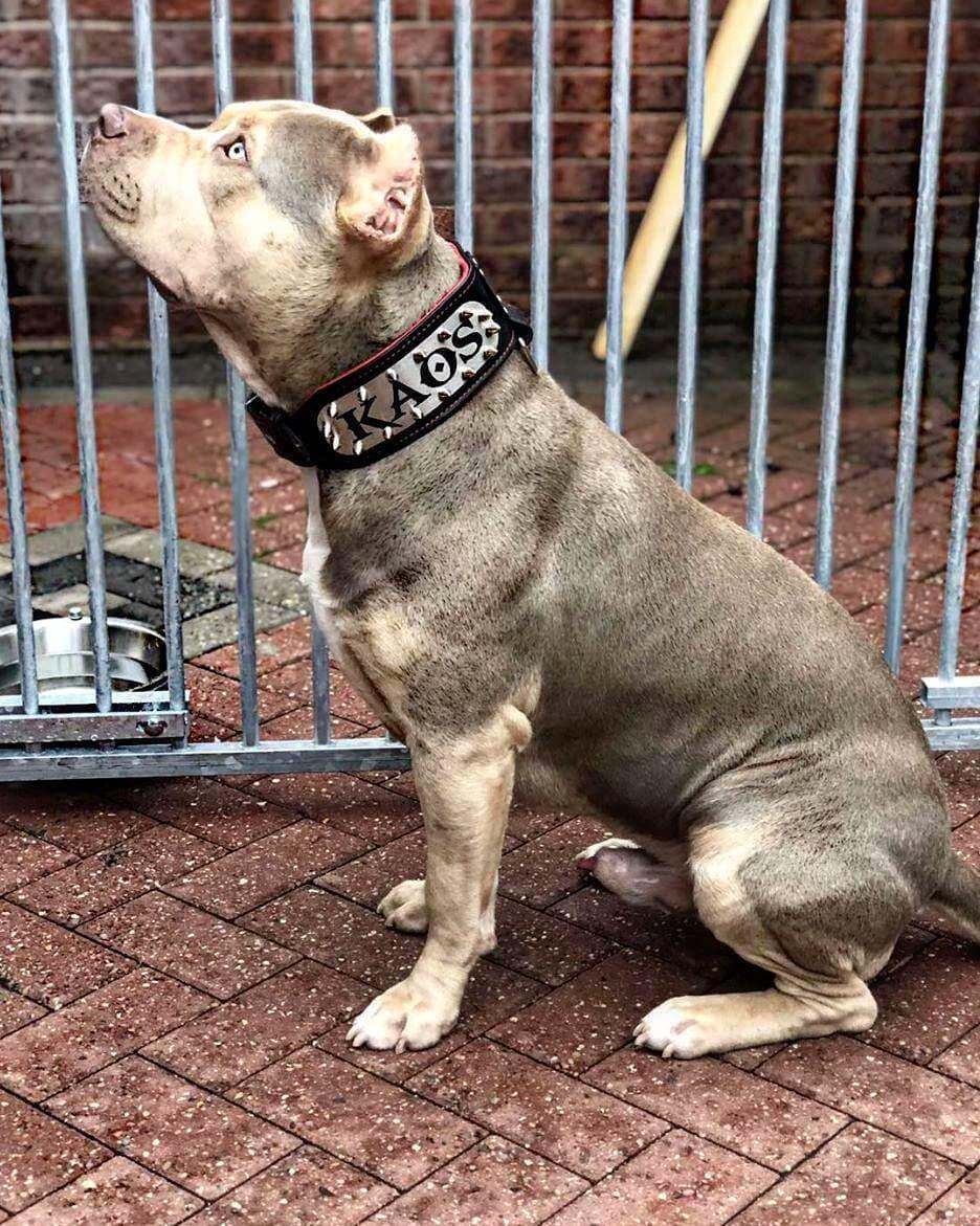 The "Kennel" collar- personalized!