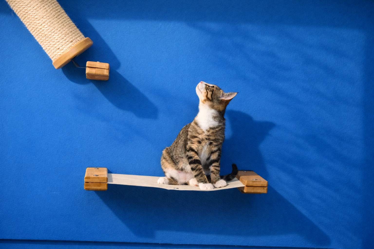 Cat Wall Hammock - Hanging Cat Beds - by Catastrophic Creations