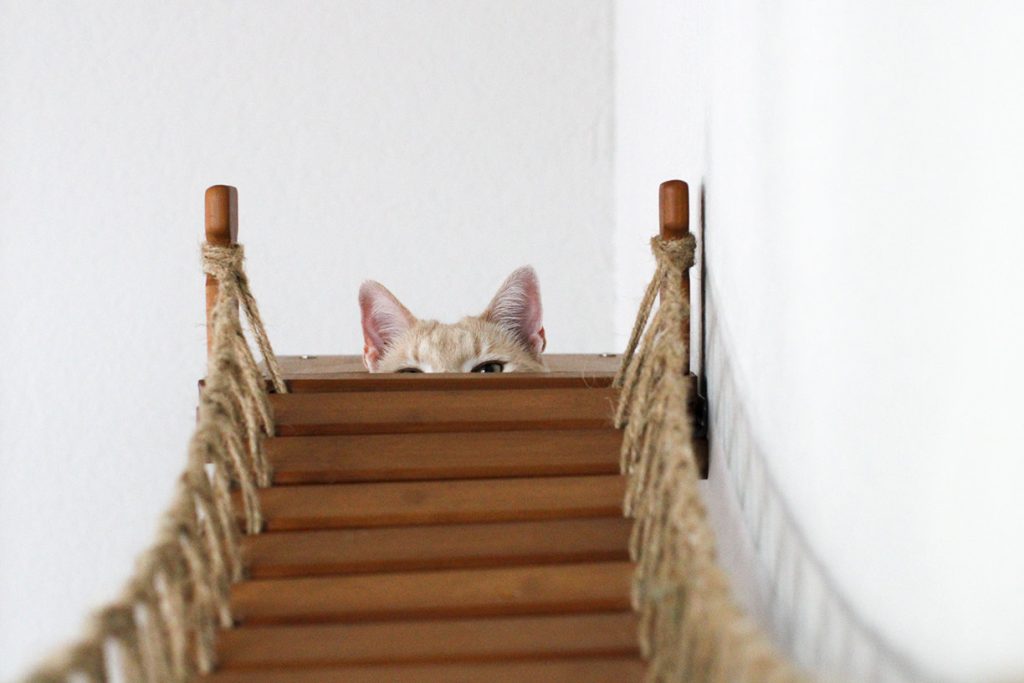 The Expedition Cat Condo (Cat Wall Jungle Gym) - by Catastrophic Creations