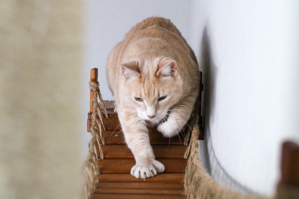 The Expedition Cat Condo (Cat Wall Jungle Gym) - by Catastrophic Creations