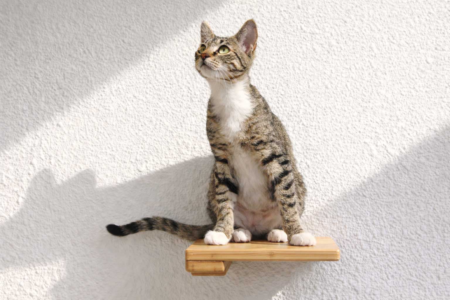 Cat Climbing Shelf - by Catastrophic Creations