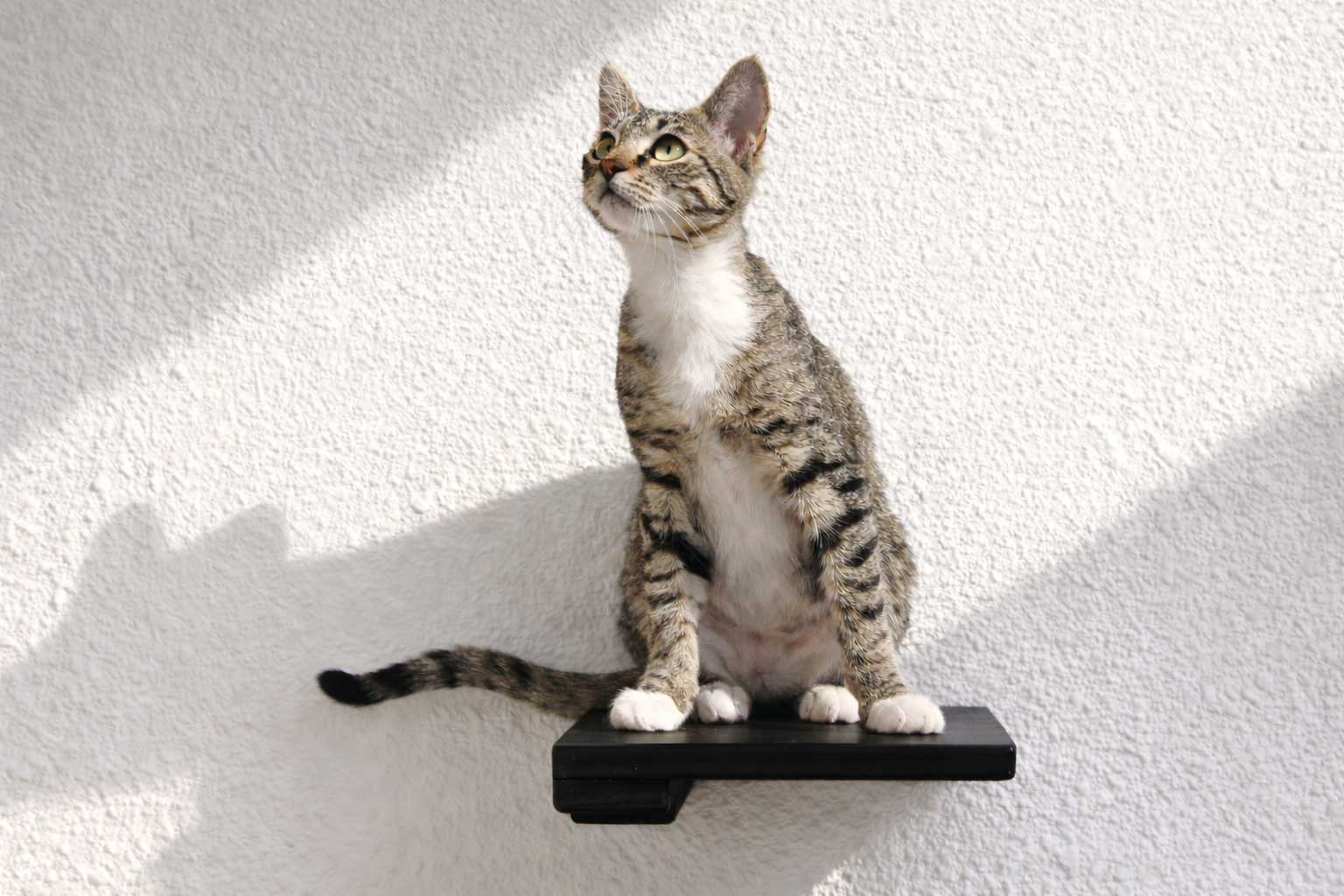 Cat Climbing Shelf - by Catastrophic Creations