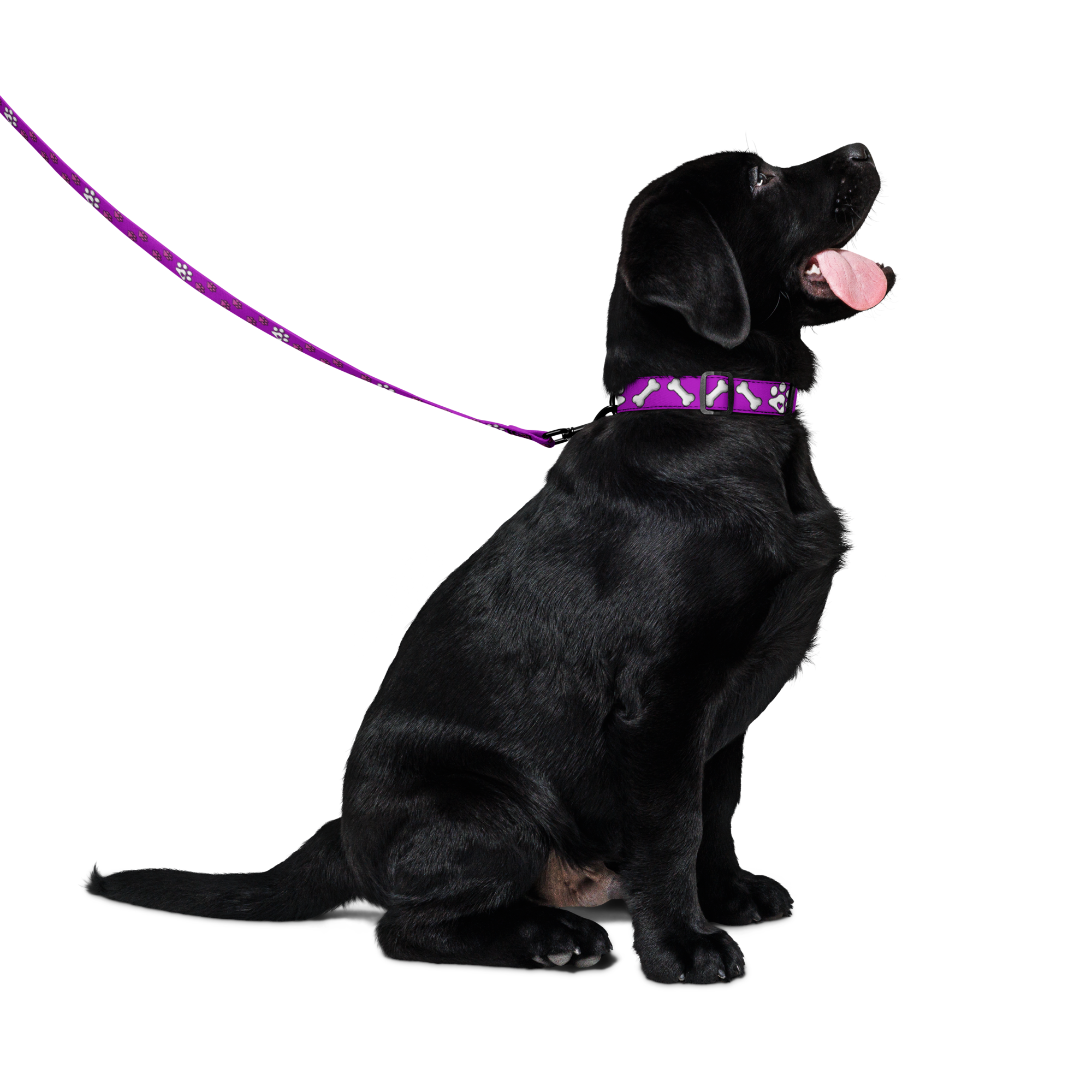 Pink Paws n' Bone Collar & Leash