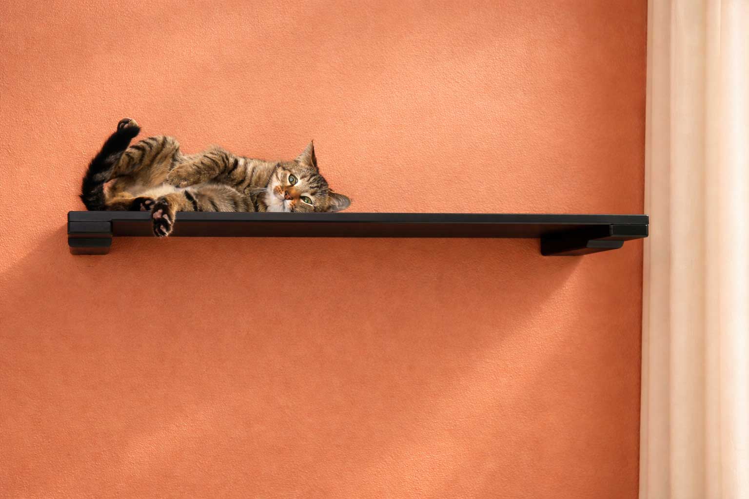 Wall-Mounted Cat Shelf - by Catastrophic Creations