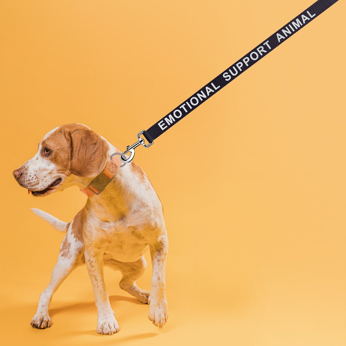 Reflective Nylon Leash