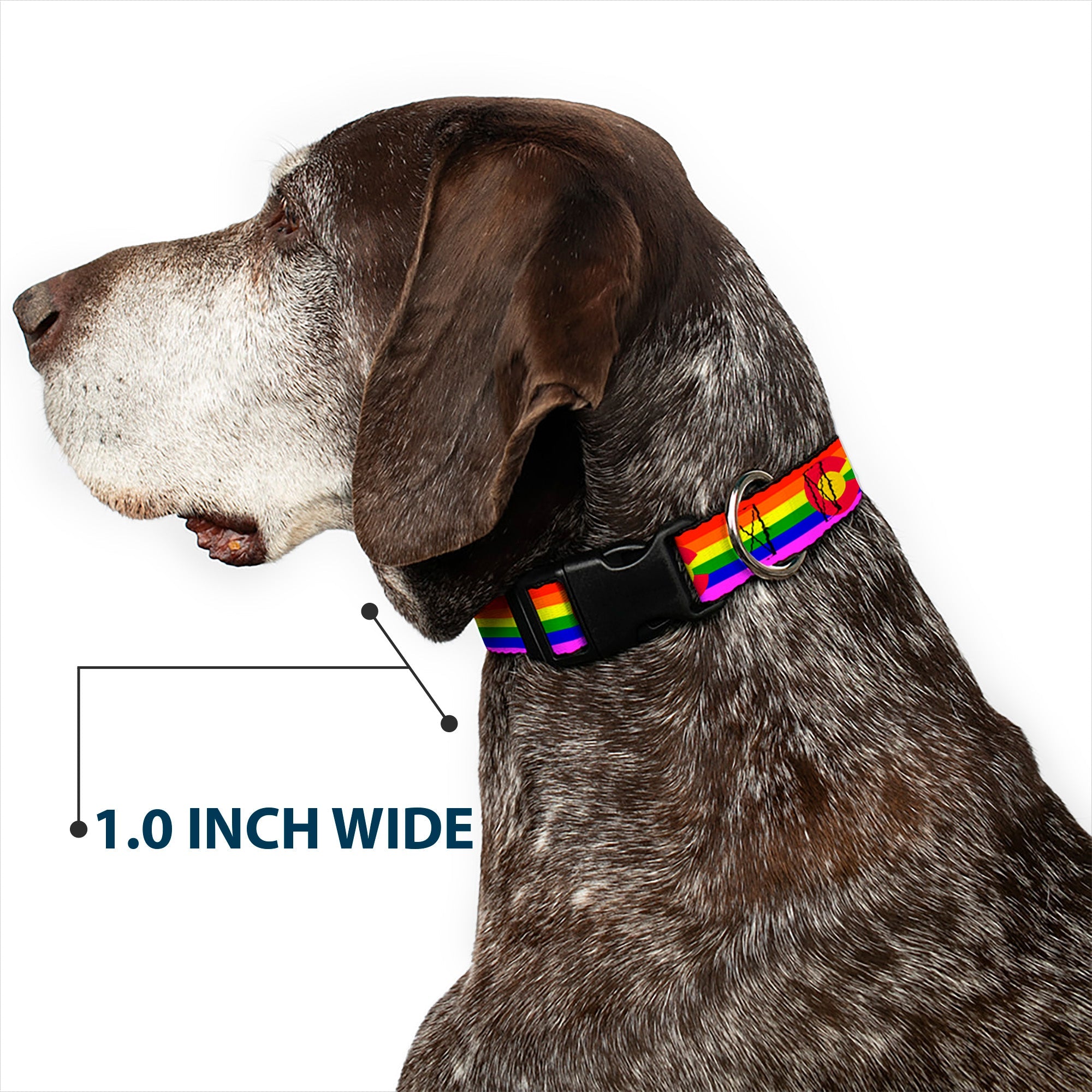 Plastic Clip Collar - Colorado Flags2 Pride