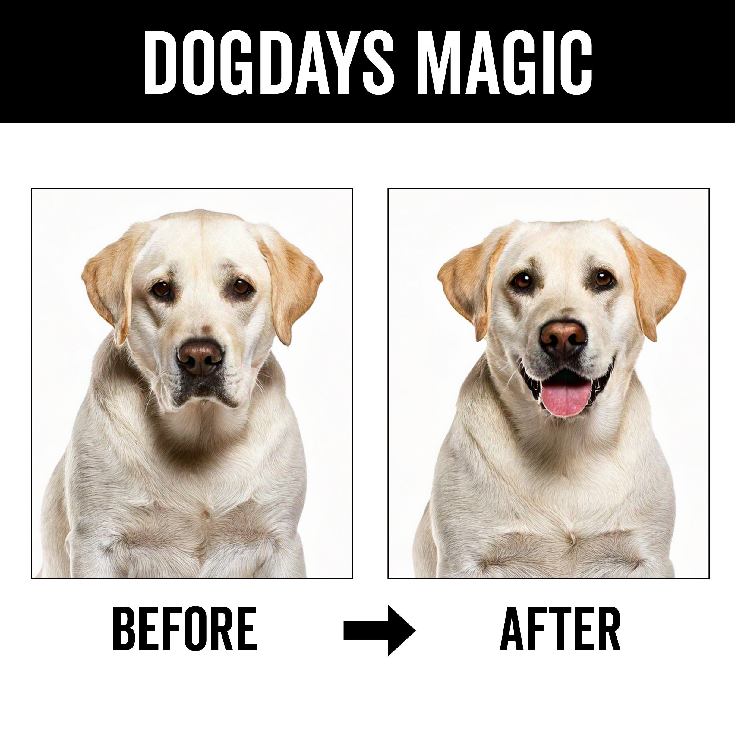 DOGDAYS Dog Deodorizing Spray